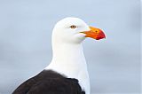 Pacific Gull